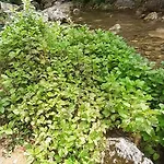 Candalla 4*