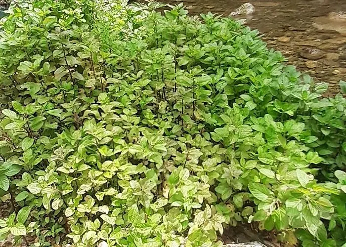 Candalla 4*