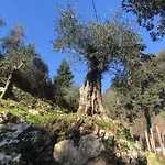 Candalla Camaiore