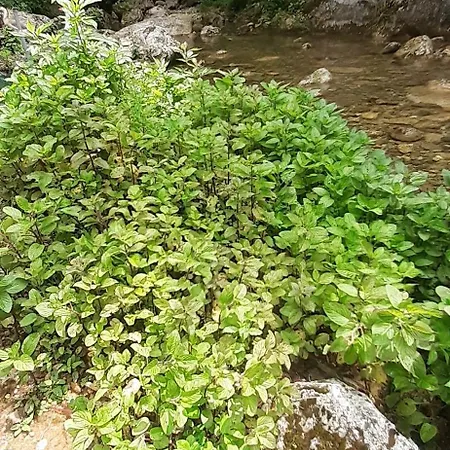 Candalla *