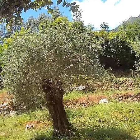 Candalla Camaiore