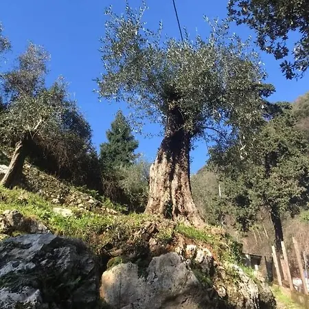 Candalla קמאיורה
